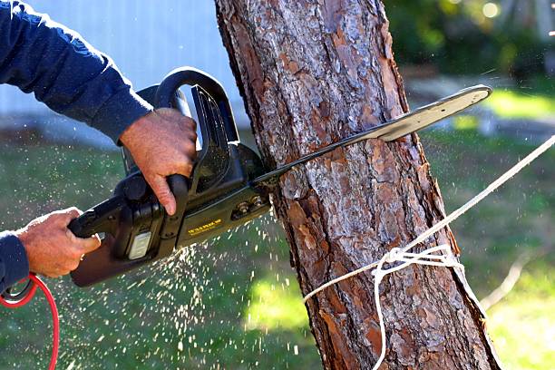 Best Arborist Consultation Services  in Chalmette, LA