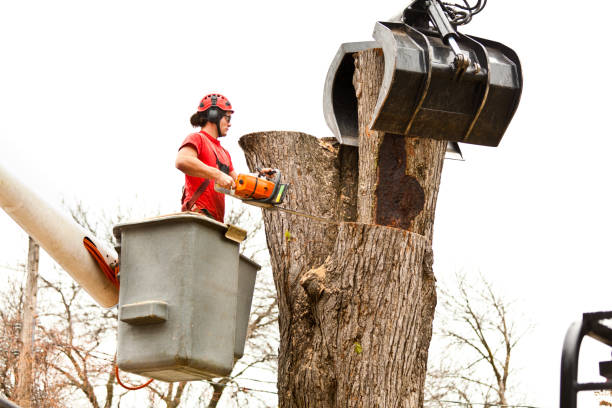 Chalmette, LA Tree Services Company